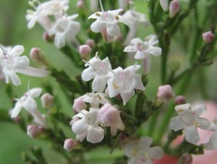 Valeriana cardamines