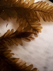 Plagiochila trispicata