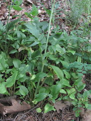 Valeriana cardamines