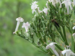 Valeriana cardamines