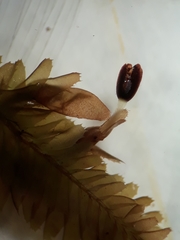 Plagiochila trispicata