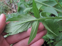 Valeriana cardamines