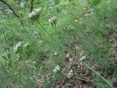 Valeriana cardamines