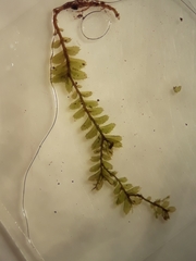 Plagiochila incurvicolla