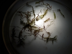 Plagiochila incurvicolla