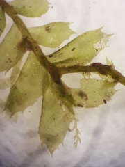 Plagiochila incurvicolla