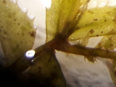 Plagiochila incurvicolla