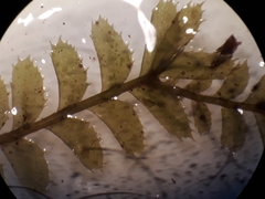 Plagiochila incurvicolla