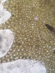 Plagiochila incurvicolla