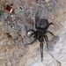 photo of Spiders (Araneae)