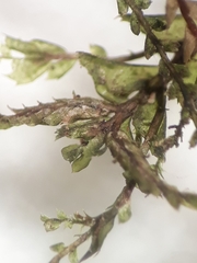 Plagiochila incurvicolla