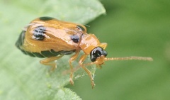 Phyllobrotica quadrimaculata