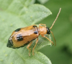 Phyllobrotica quadrimaculata