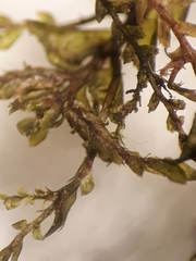 Plagiochila incurvicolla