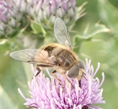 Eristalis abusiva