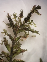 Plagiochila incurvicolla