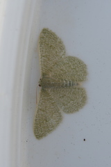 Phaiogramma faustinata