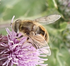 Eristalis abusiva