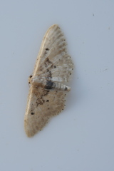 Idaea intermedia