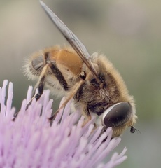 Eristalis abusiva