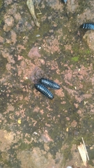 Pycnocerus
