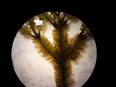 Plagiochila trispicata
