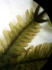 Plagiochila trispicata