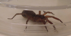 Varacosa