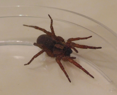 Varacosa
