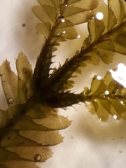 Plagiochila trispicata