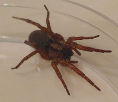 Varacosa