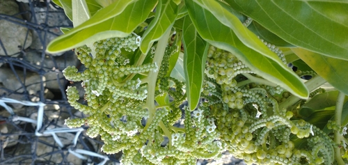 Heliotropium velutinum