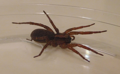 Varacosa
