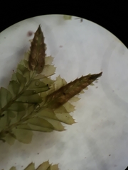Plagiochila trispicata