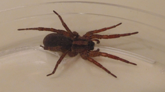 Varacosa