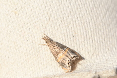 Euchromius superbellus