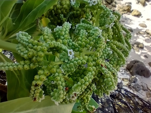 Heliotropium velutinum