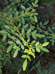 Boronia mollis