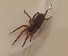 Varacosa