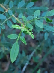 Boronia mollis
