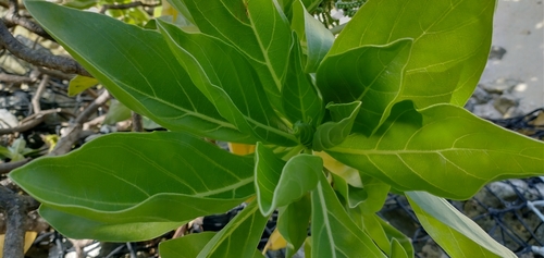 Heliotropium velutinum