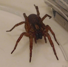 Varacosa