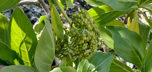 Heliotropium velutinum