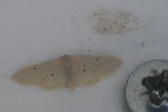 Idaea troglodytaria