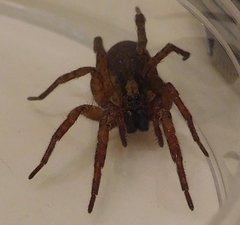 Varacosa