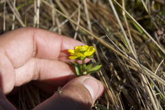 Ranunculus sulphureus