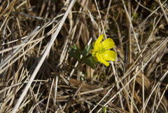 Ranunculus sulphureus