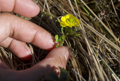 Ranunculus sulphureus