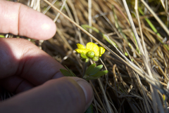Ranunculus sulphureus