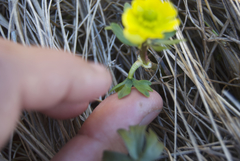 Ranunculus sulphureus
